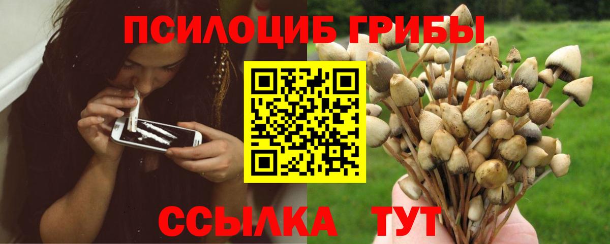 Галлюциногенные грибы Psilocybe  Вход с VPN  Галлюциногенные грибы прущие грибы  Черногорск 